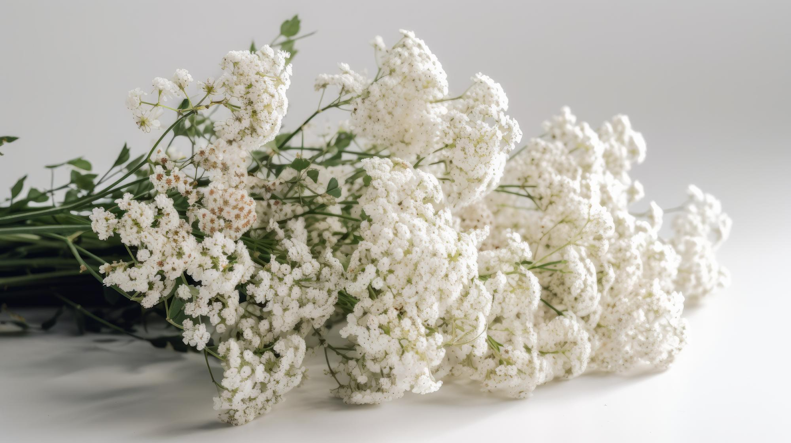 How To Dry Baby's Breath: 7 Steps For Perfectly Preserved Arrangements