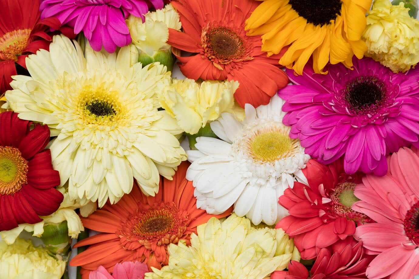 36 Birth Flowers By Month And Their Beautiful Birth Meanings