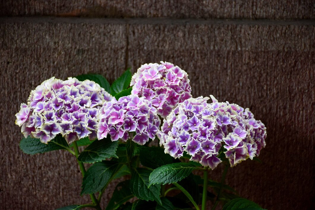 Hydrangea Meaning And Symbolism Through Every Colour