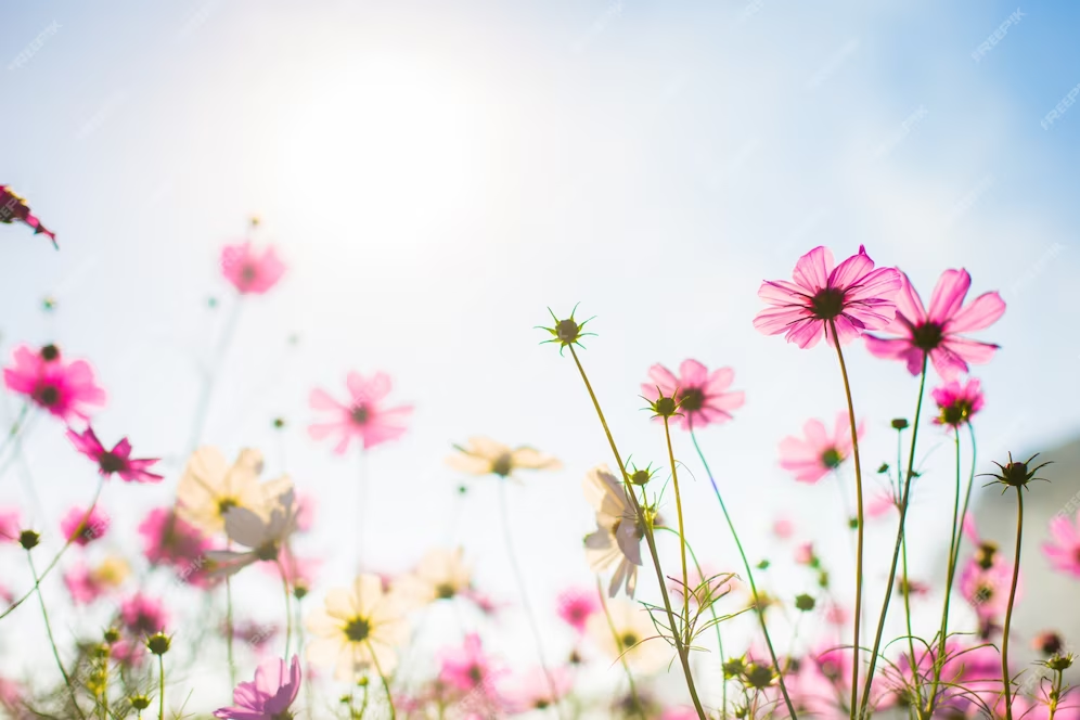 Understanding The Purpose And Function Of Flowers