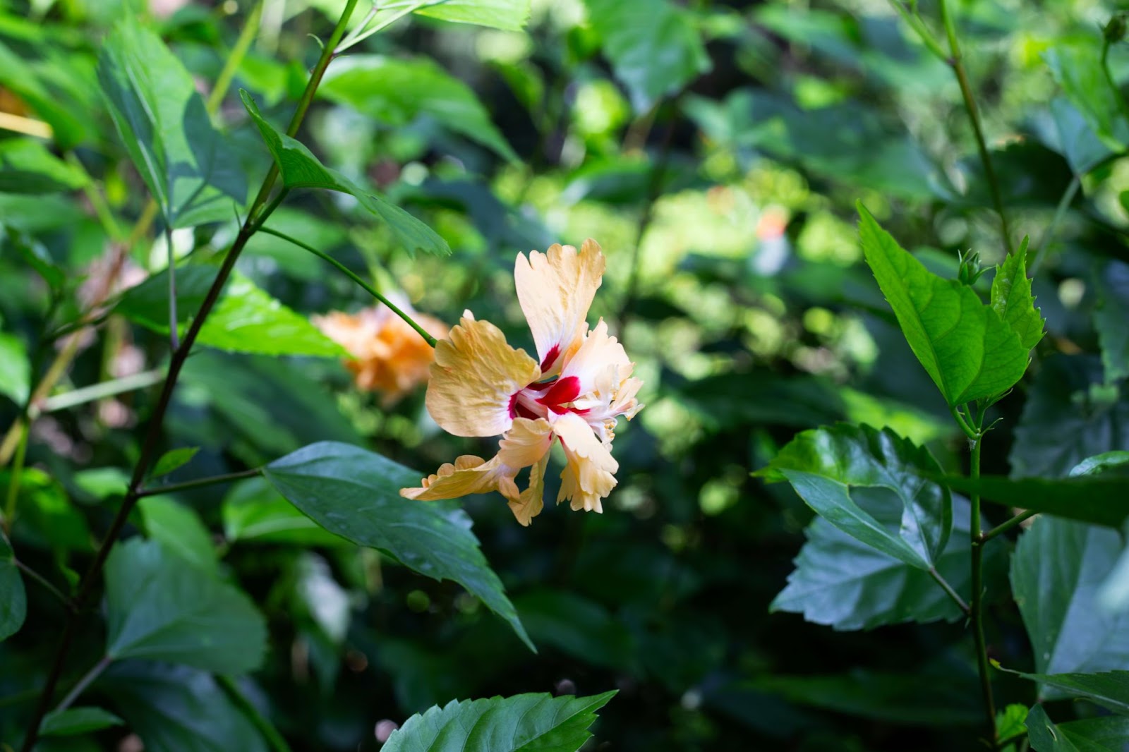 23 Flowers That Bloom Only At Night: Must-Read!