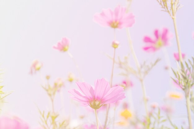 6 Most Delicate Flowers And How To Care For Them