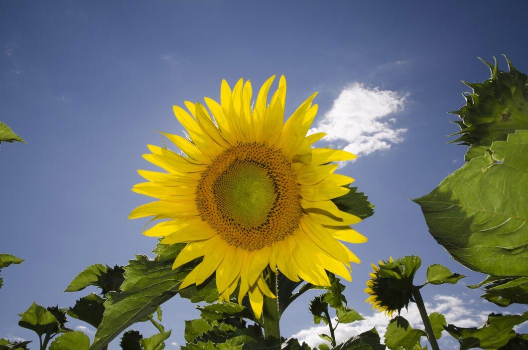 40 Sunflower Types: A List Of The Different Kinds Of Sunflowers