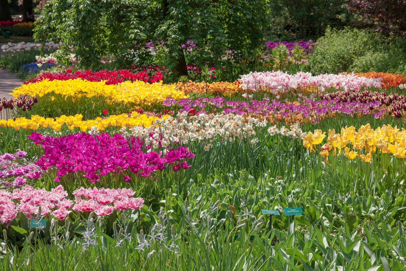 What Are The Prettiest Flowers In The World? 15 Stunning Blooms