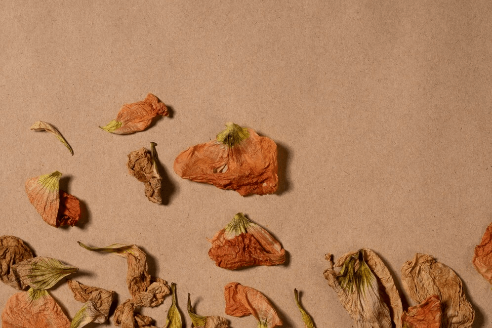 How To Dry Flower Petals: 4 Easy Methods For Petal Preservation