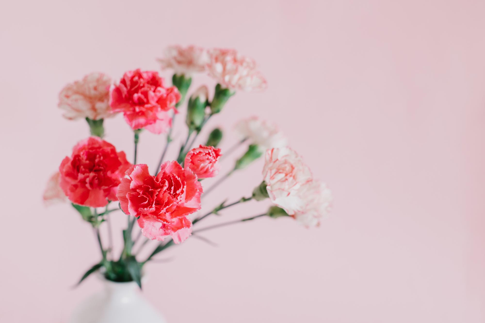 How To Preserve Carnations In 6 Simple Techniques?