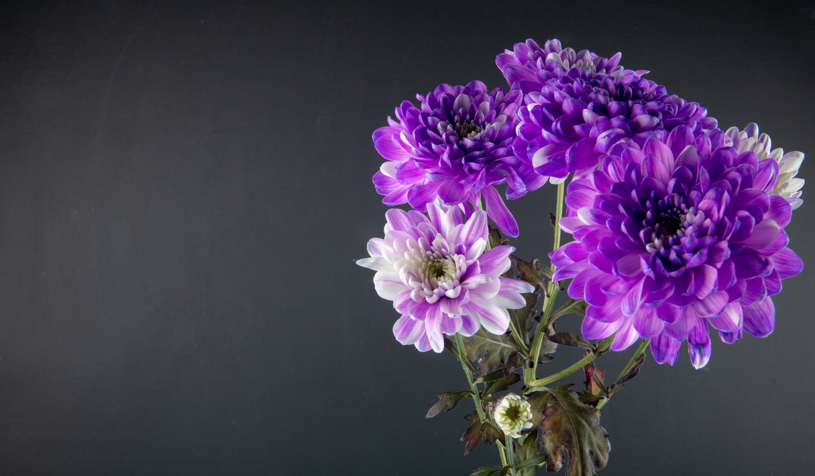 15 Purple Flowers And Their Meanings