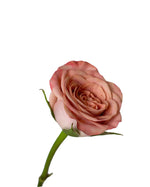 Rose (China) - Cappuccino Flower Arrangement by Windflower Florist Singapore