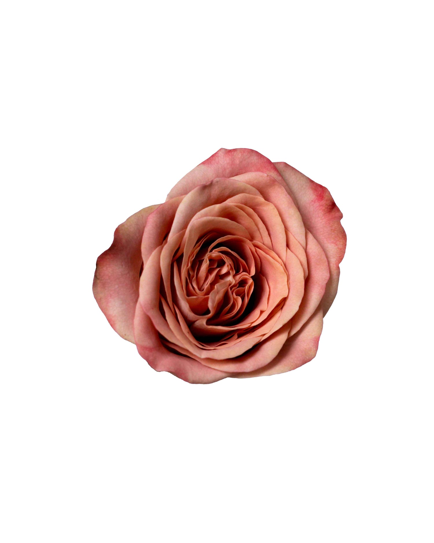 Rose (China) - Cappuccino Flower Arrangement | Free Same-Day Flower Delivery Singapore