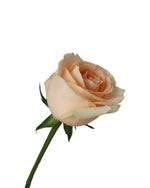 Rose (China) - Champagne Flower Arrangement by Windflower Florist Singapore