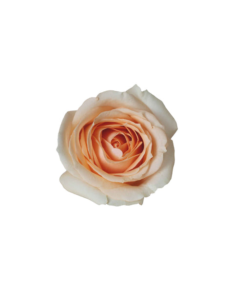 Champagne-Top-down_grande.jpg?
