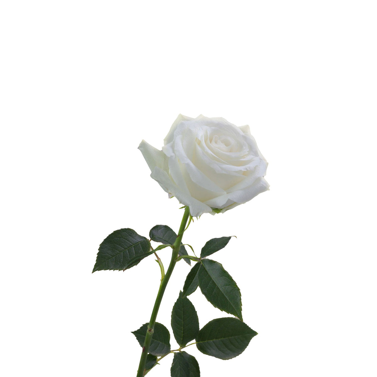 Ecuador White Rose Proud