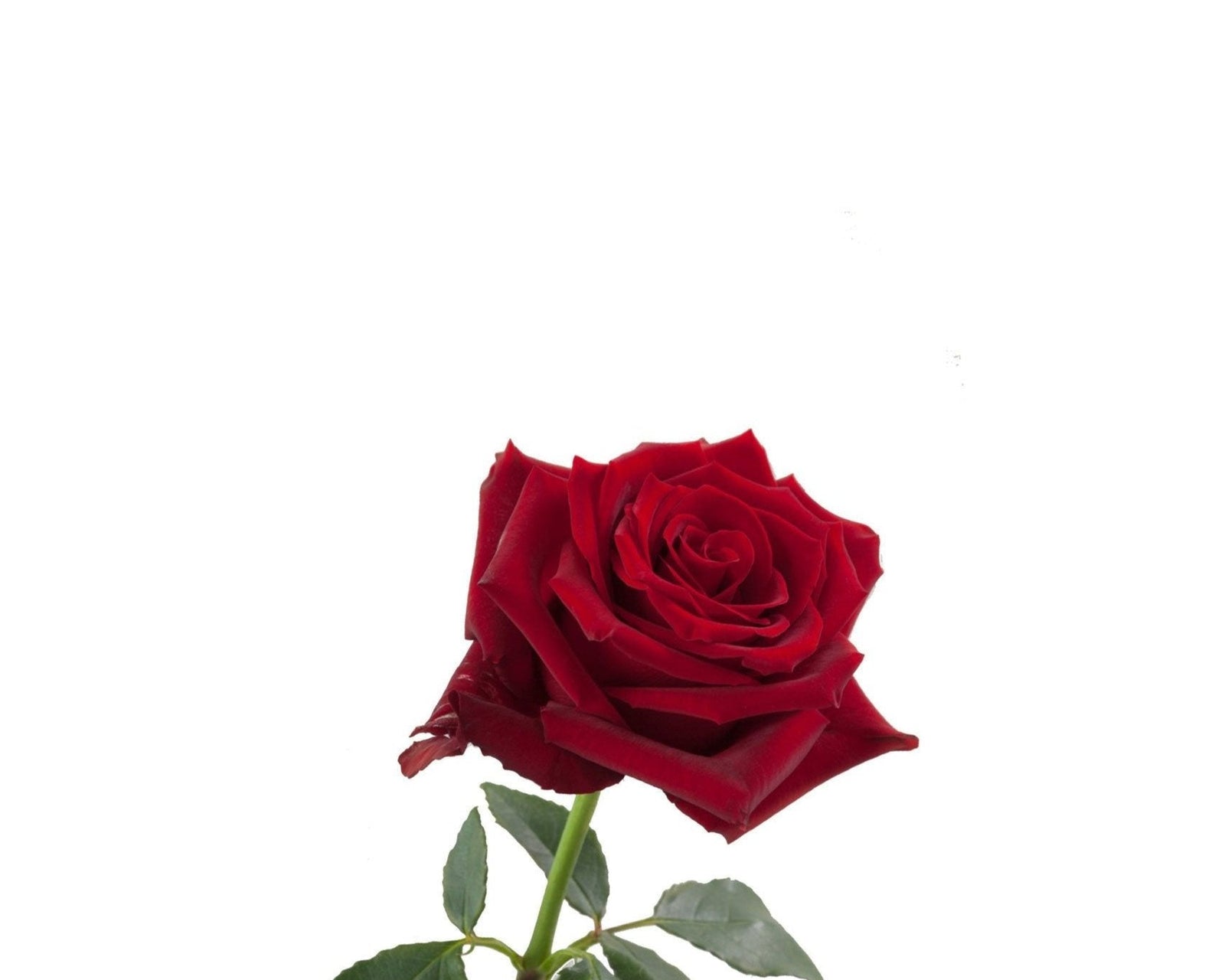 Ecuador Red Rose Explorer