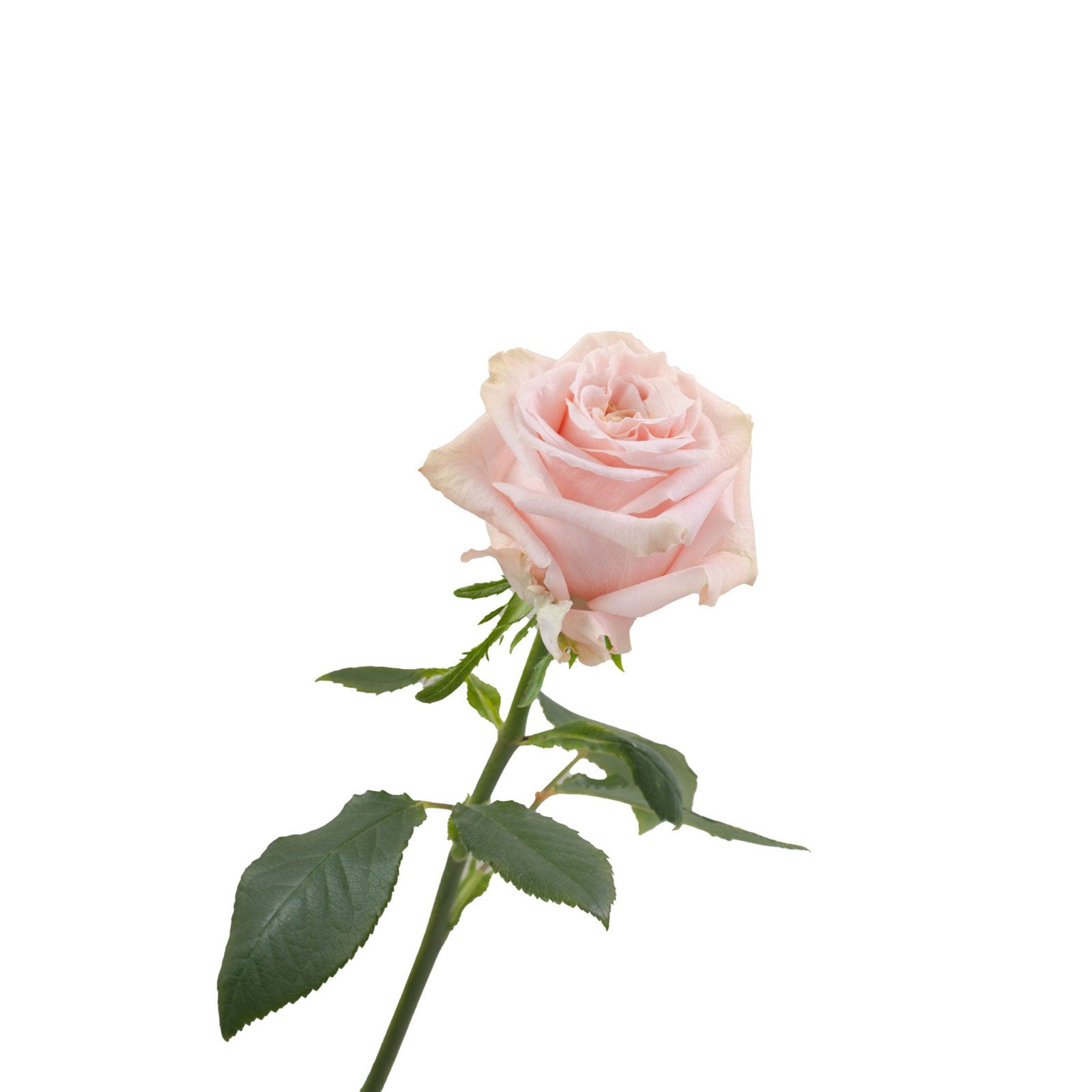 Ecuador Peach Rose Shimmer