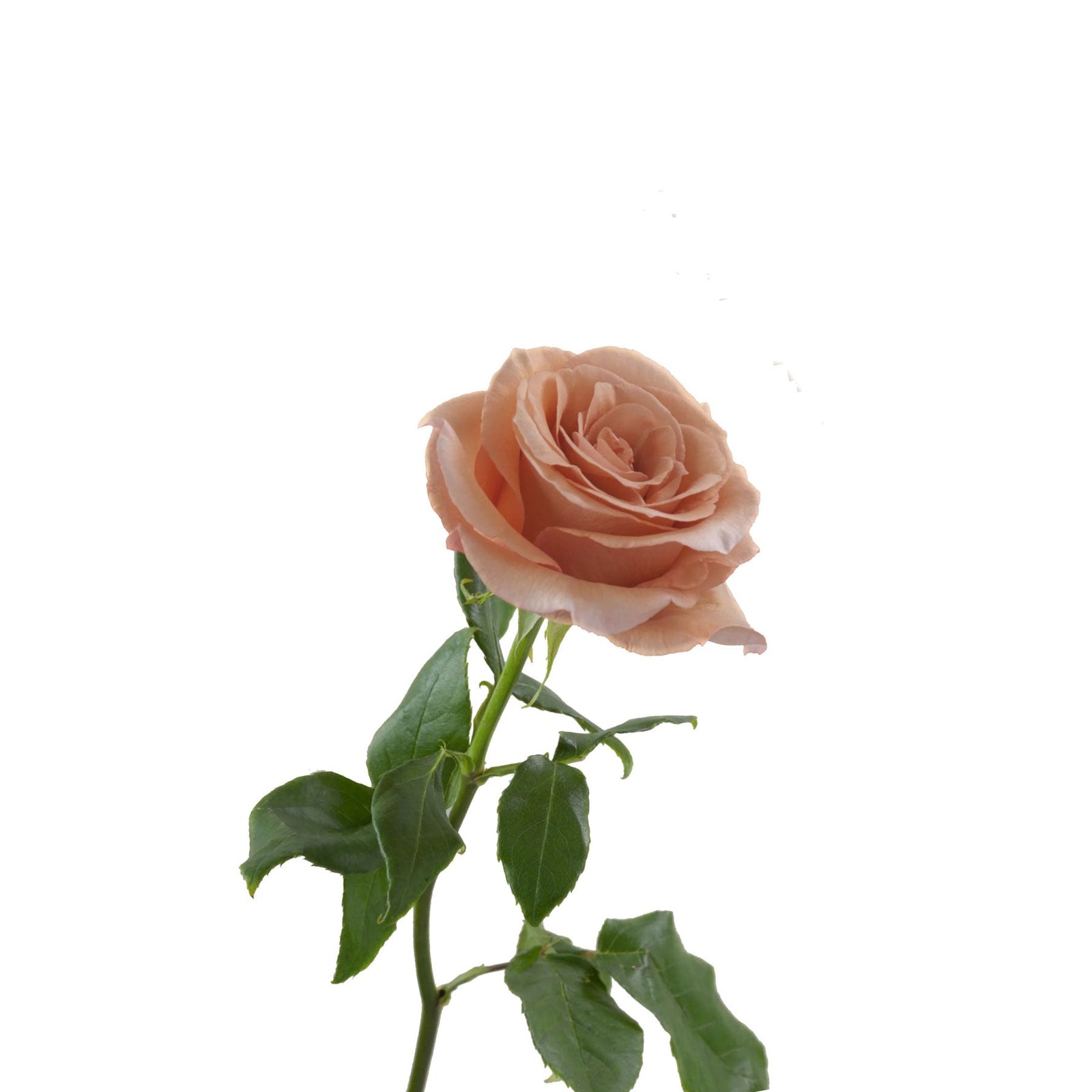 Ecuador Earth Tone Rose Kahala