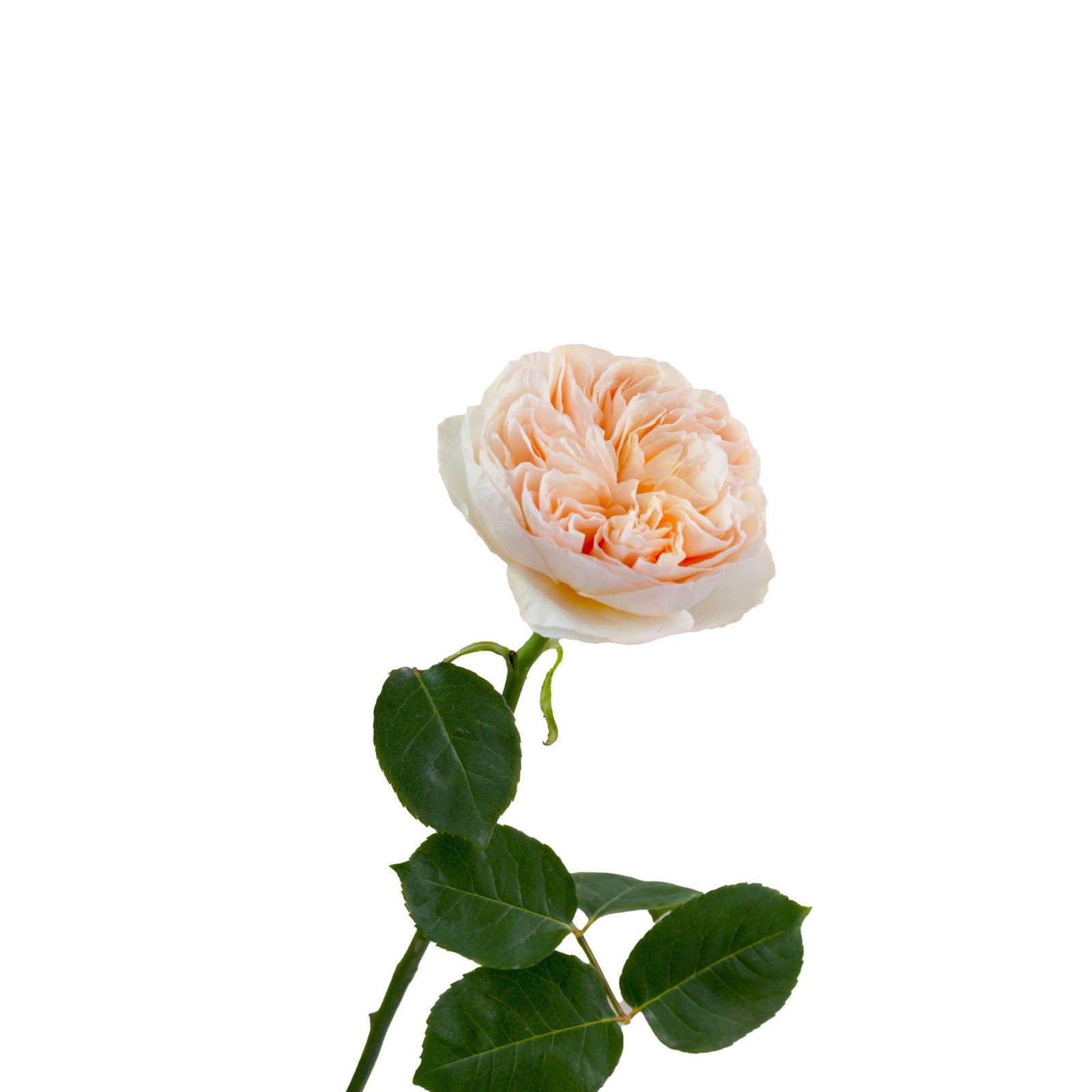 David Austin Juliet Garden Rose