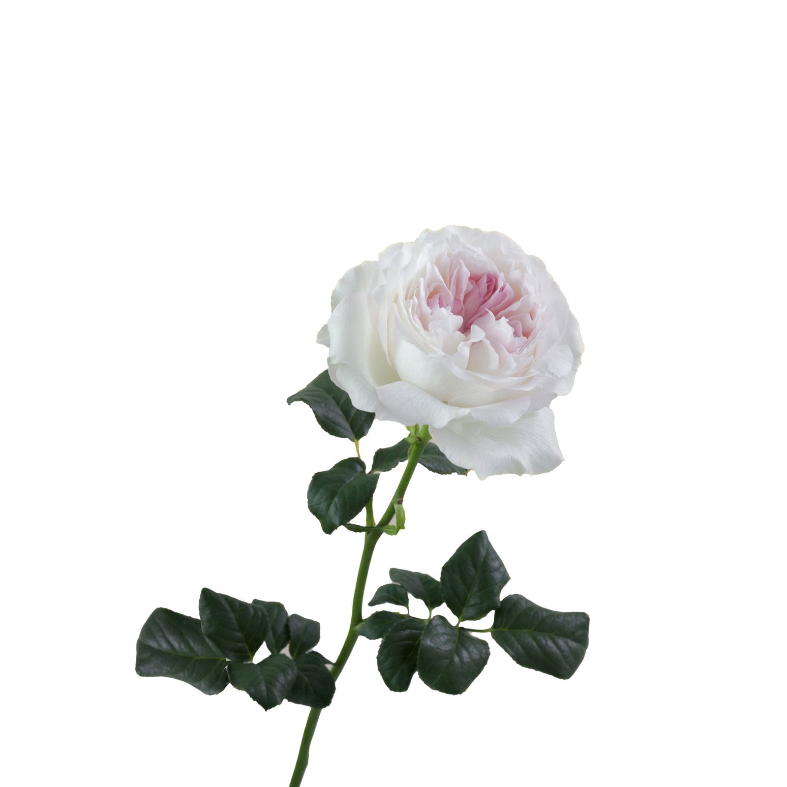 David Austin Keira Garden Rose