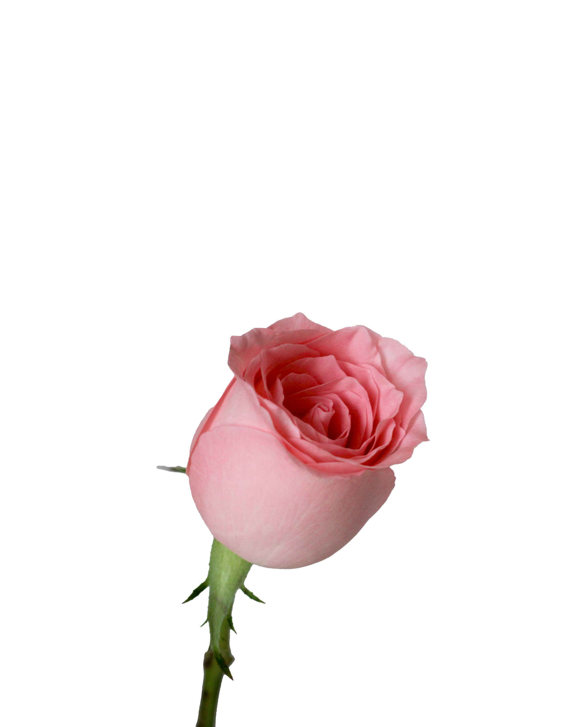 Rose (China) - Pink