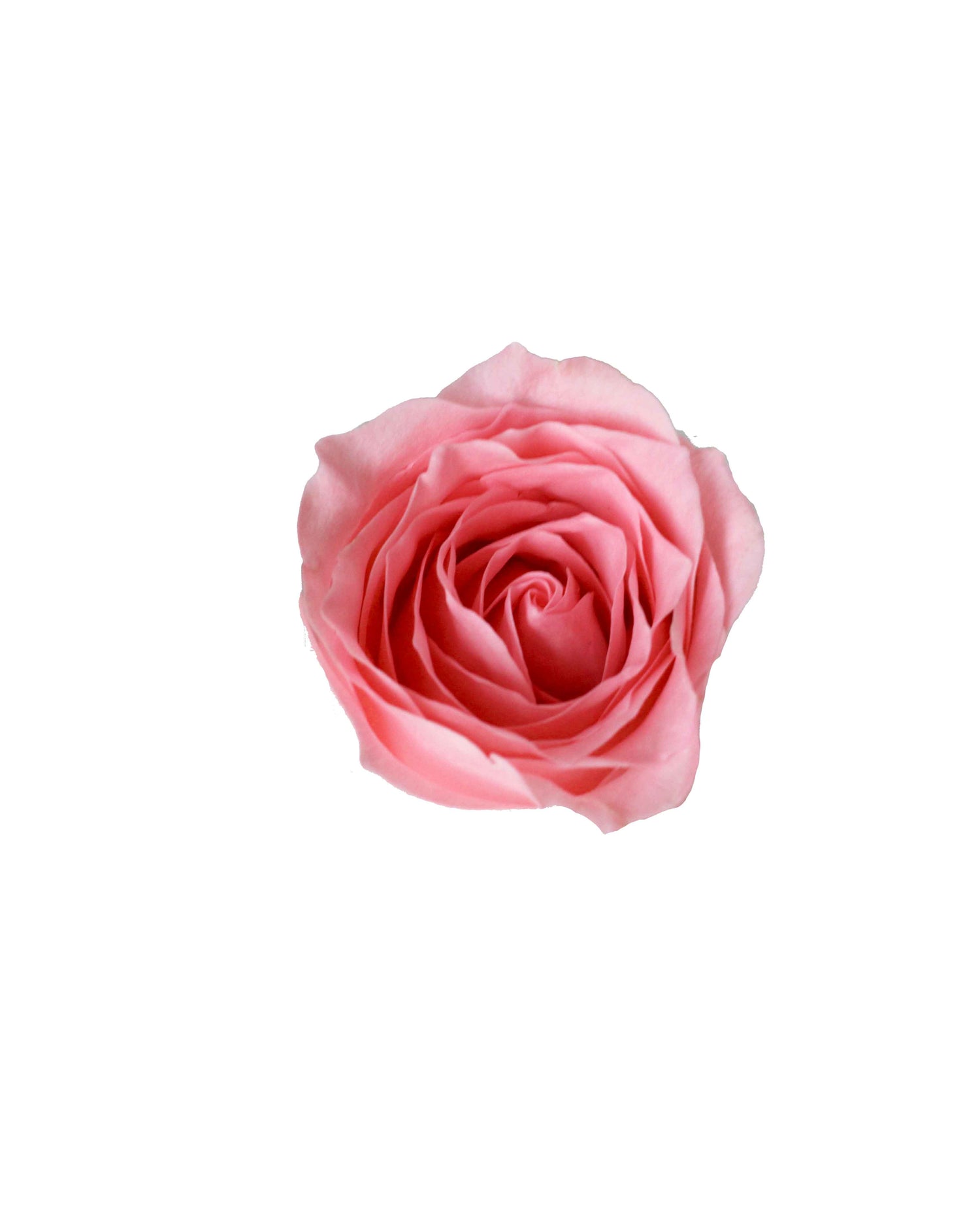 Rose (China) - Pink Flower Arrangement | Free Same-Day Flower Delivery Singapore