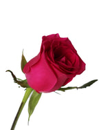 Rose (China) - Hot Pink Flower Arrangement by Windflower Florist Singapore