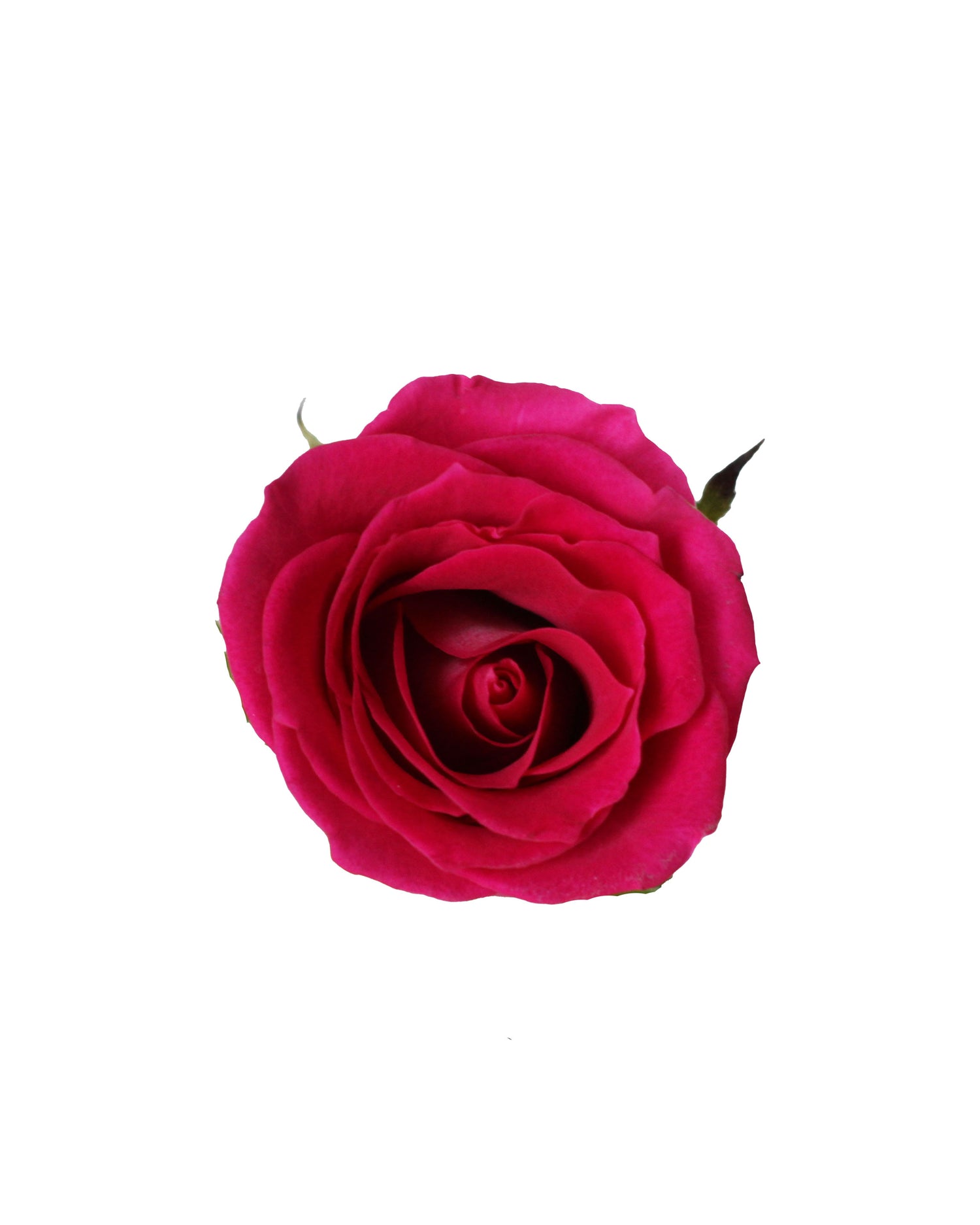 Rose (China) - Hot Pink Flower Arrangement | Free Same-Day Flower Delivery Singapore