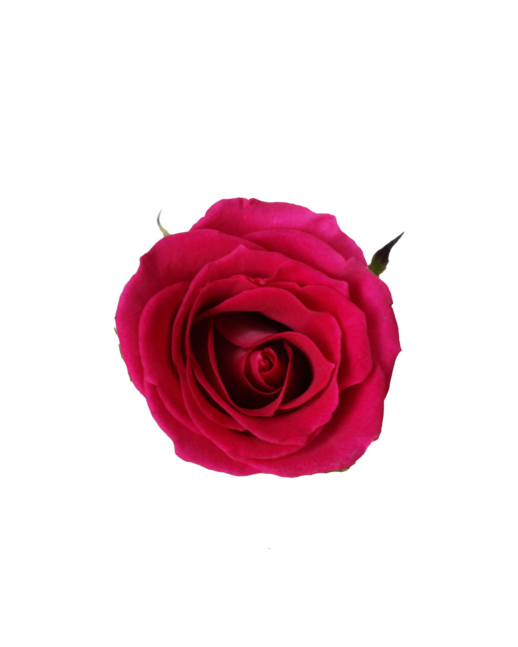 Rose (China) - Hot Pink Flower Arrangement | Free Same-Day Flower Delivery Singapore