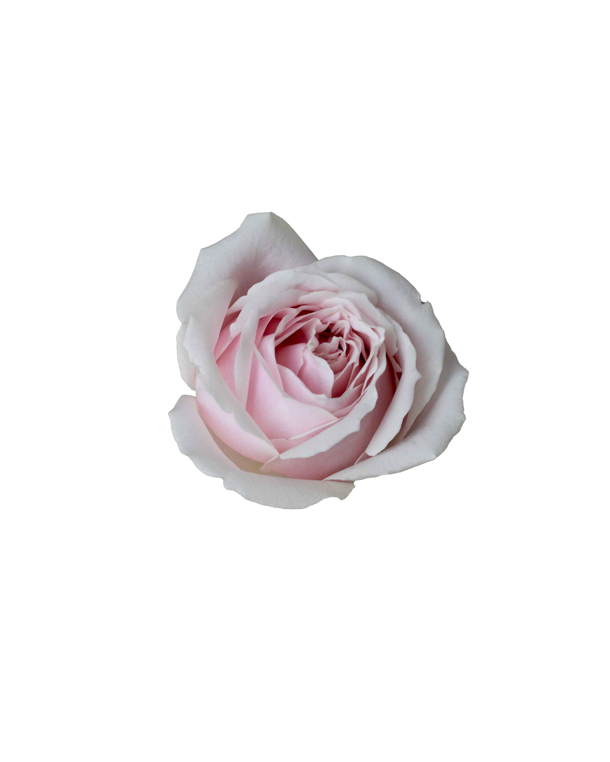 Rose (China) - Blush Pink Flower Arrangement | Free Same-Day Flower Delivery Singapore