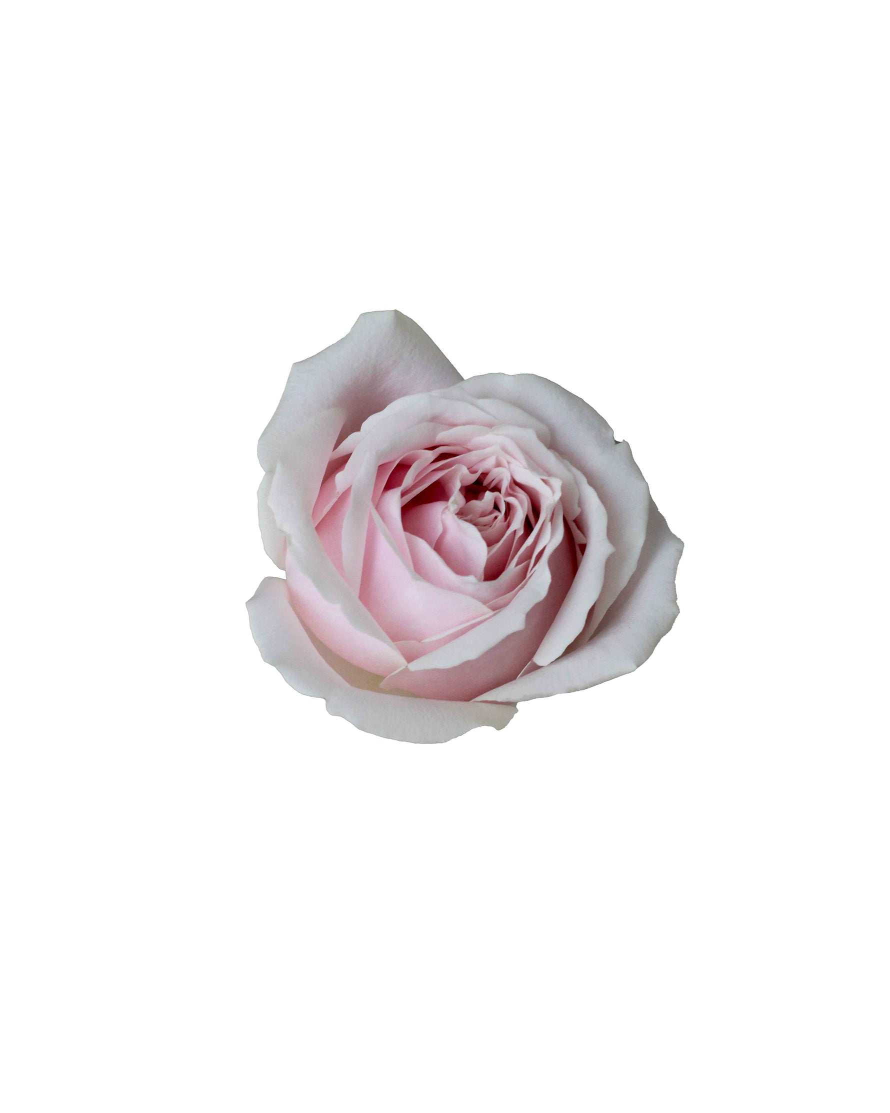 Rose (China) - Blush Pink Flower Arrangement | Free Same-Day Flower Delivery Singapore
