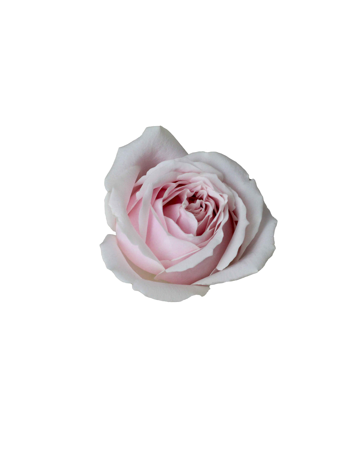 Rose (China) - Blush Pink