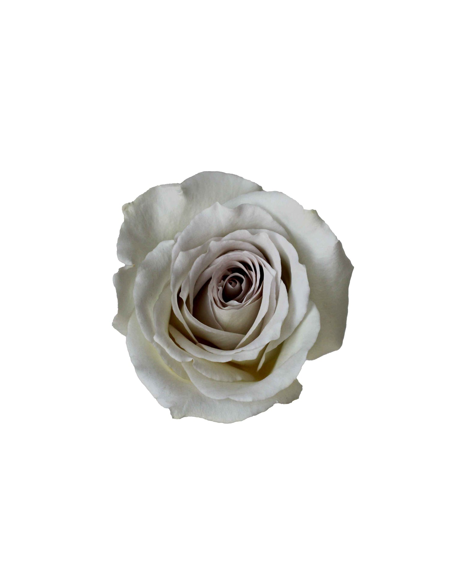 Rose (China) - Menta Flower Arrangement | Free Same-Day Flower Delivery Singapore