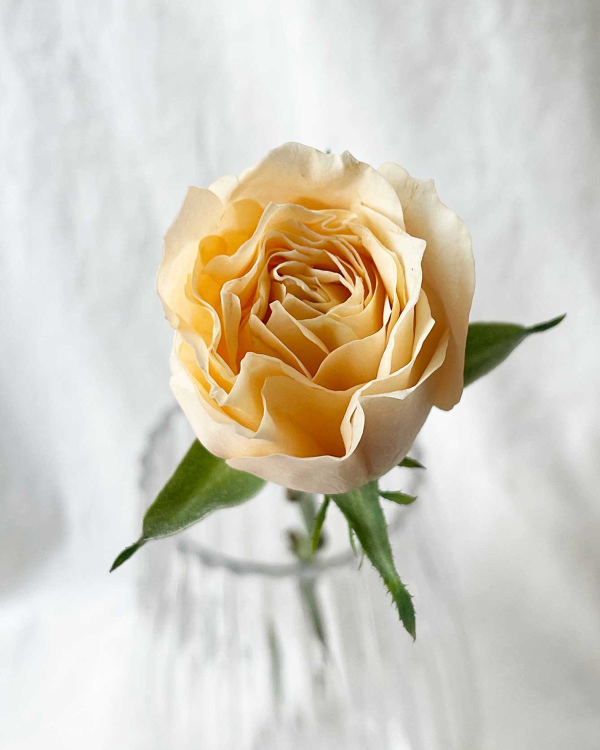 Single Stalk Rose Bundle