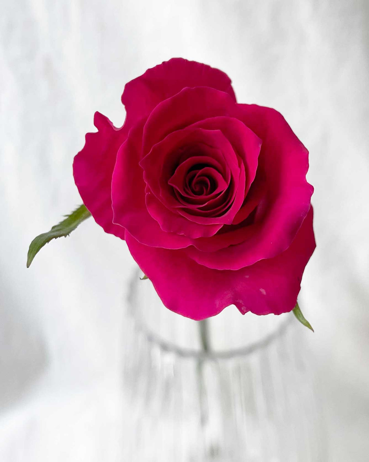 Single Stalk Rose Bundle