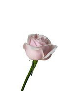 Rose (China) - Blush Pink Flower Arrangement by Windflower Florist Singapore