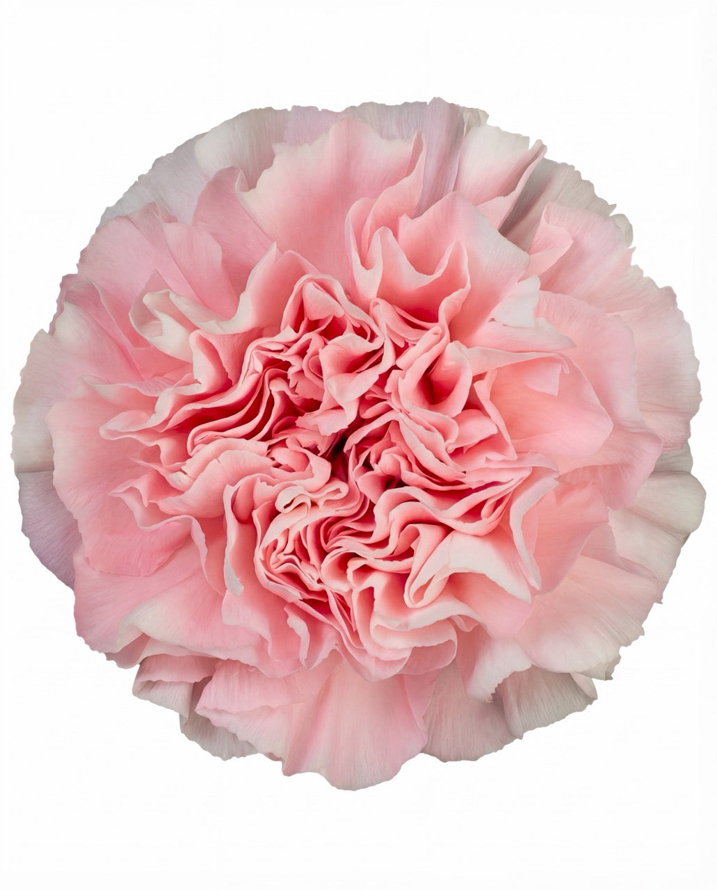 Single Stalk Carnation Bundle