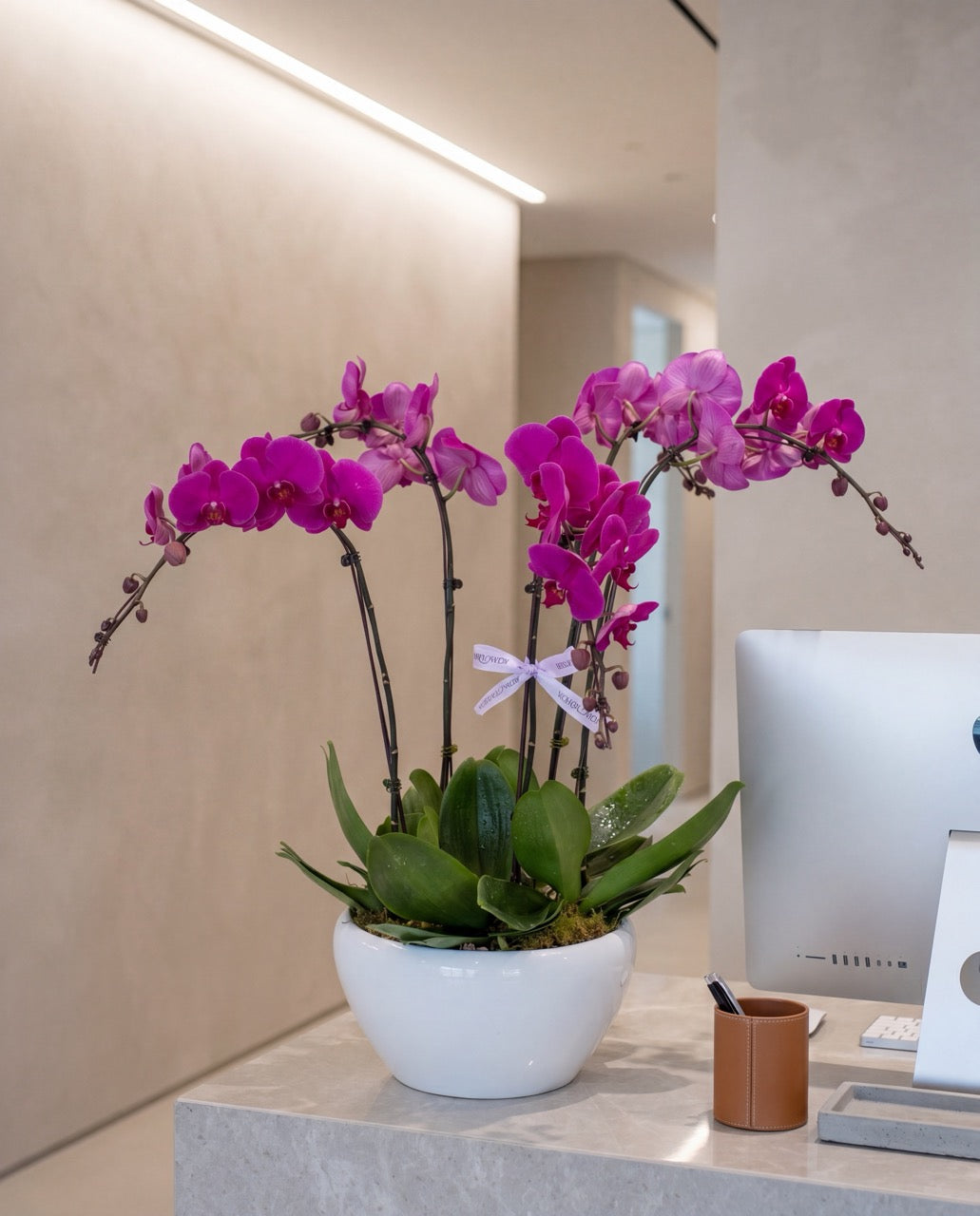 Subscription Flowers - Phalaen Bloom