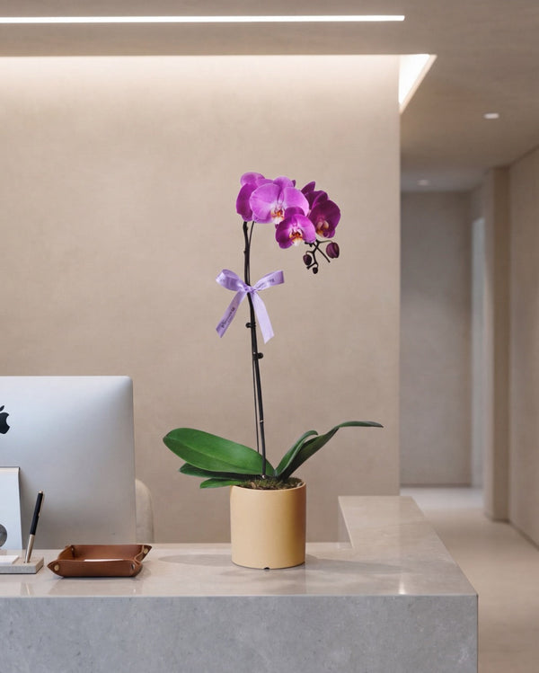 Subscription Flowers - Phalaenopsis Orchid — purple phalaenopsis orchid plant in a tan pot on a desk