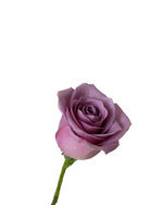 Rose (China) - Purple Flower Arrangement by Windflower Florist Singapore