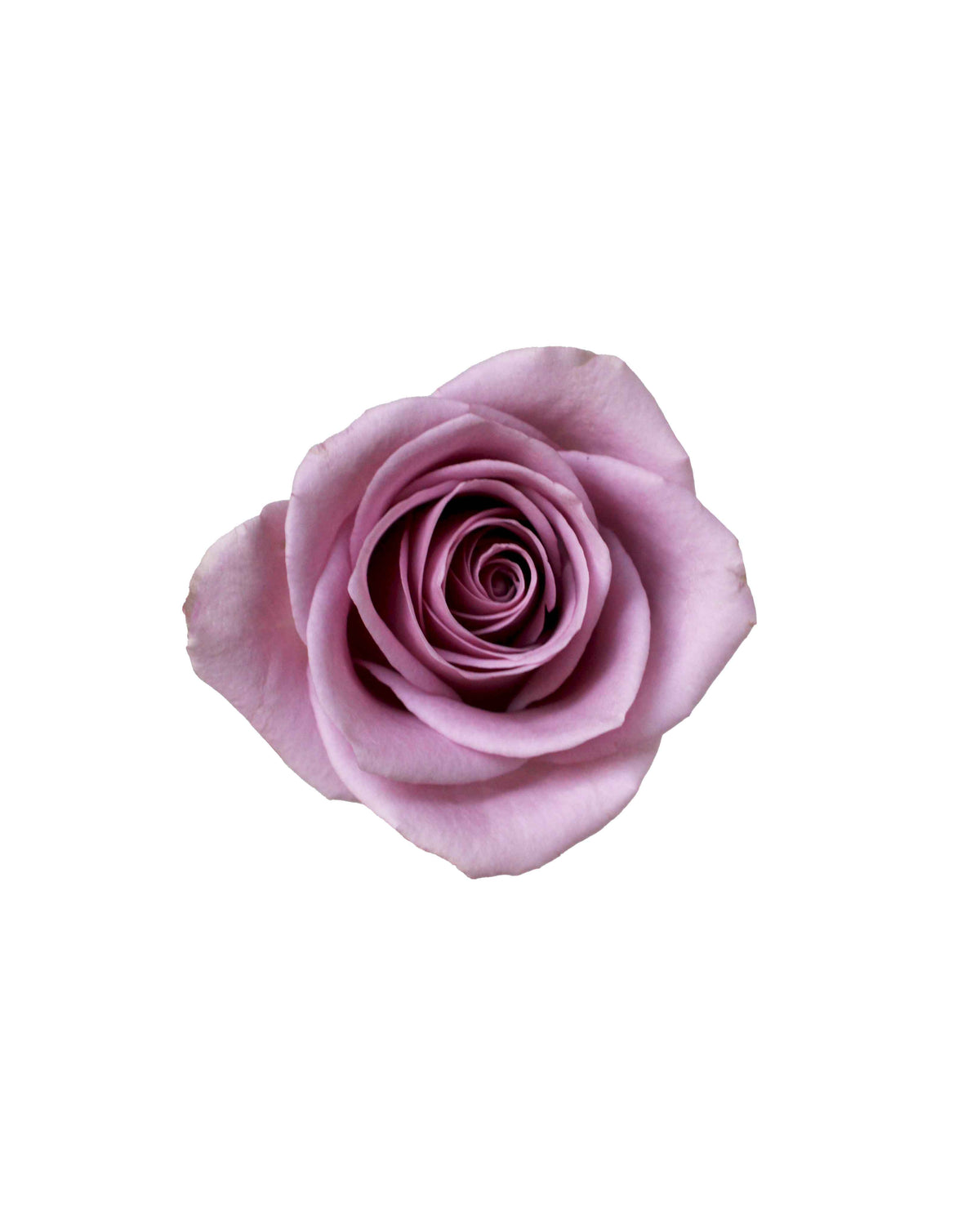 Rose (China) - Purple