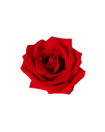 Rose (China) - Red Flower Arrangement | Free Same-Day Flower Delivery Singapore