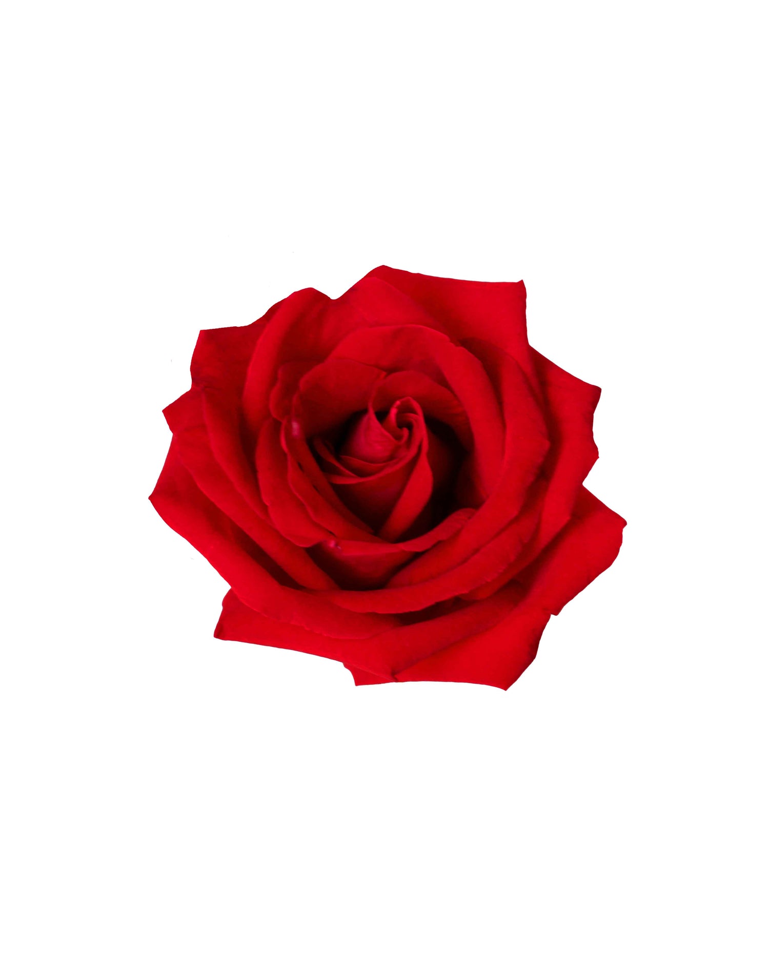 Rose (China) - Red Flower Arrangement | Free Same-Day Flower Delivery Singapore