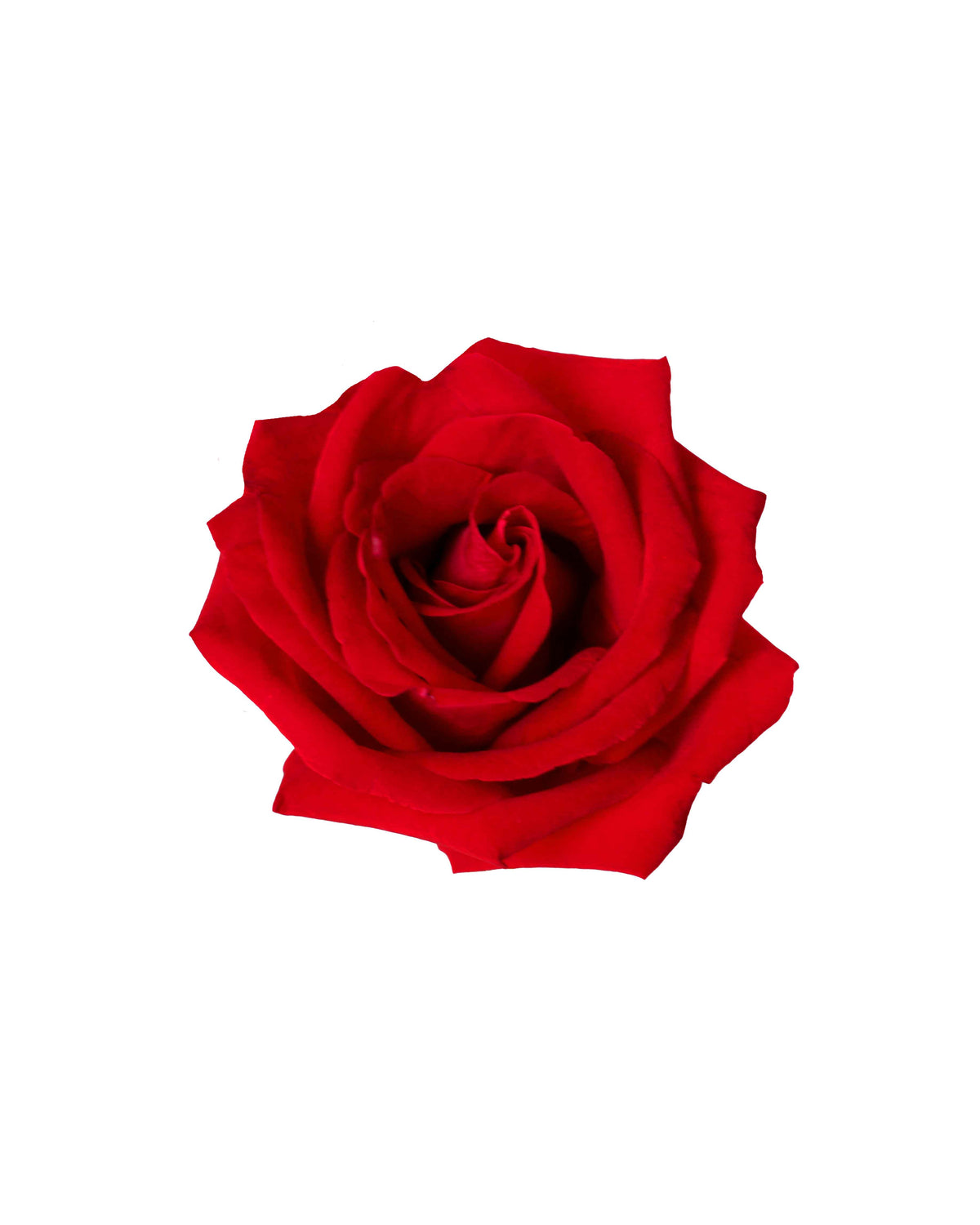 Rose (China) - Red