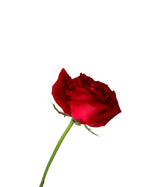 Rose (China) - Red Flower Arrangement by Windflower Florist Singapore