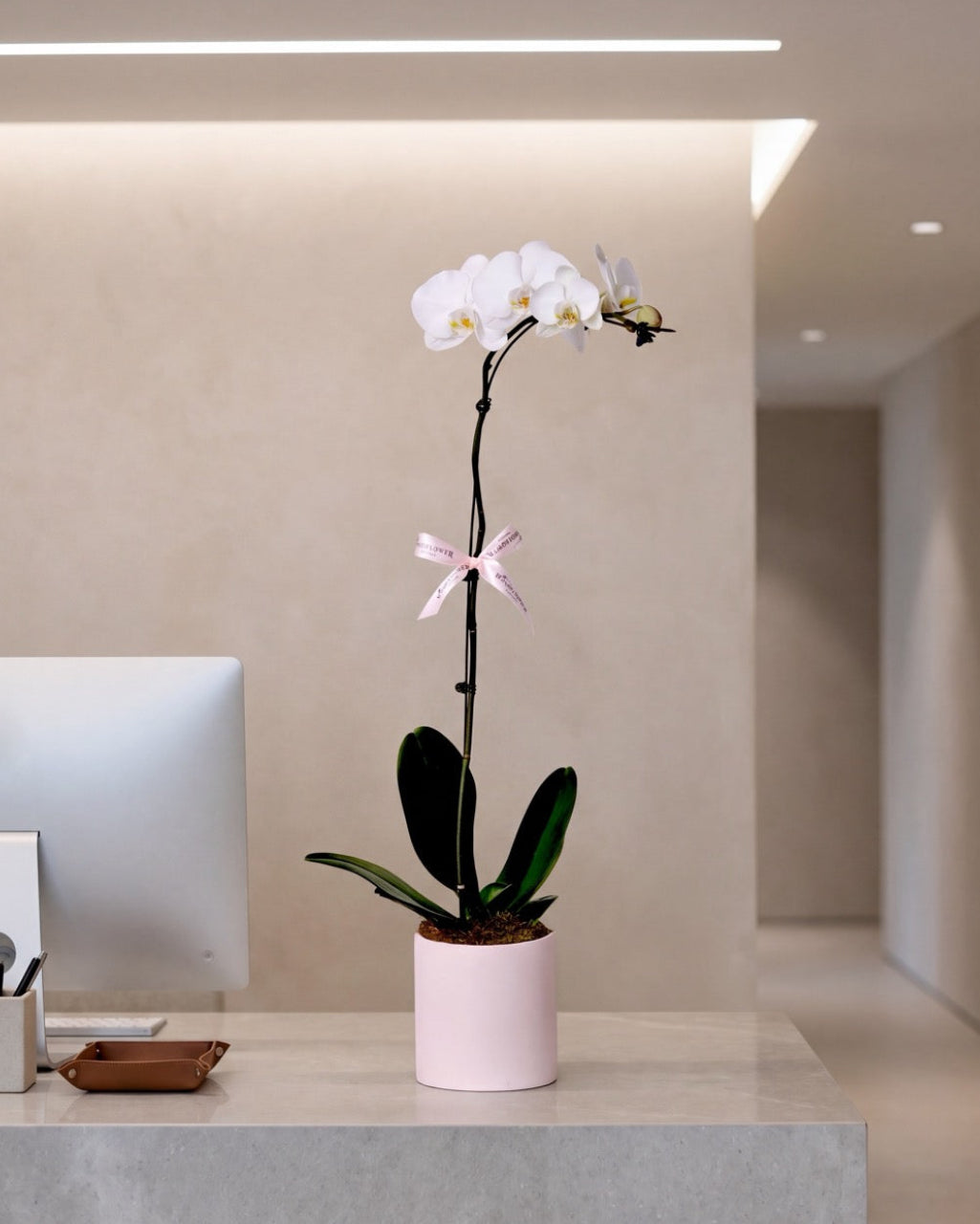 Subscription Flowers - Phalaenopsis Orchid