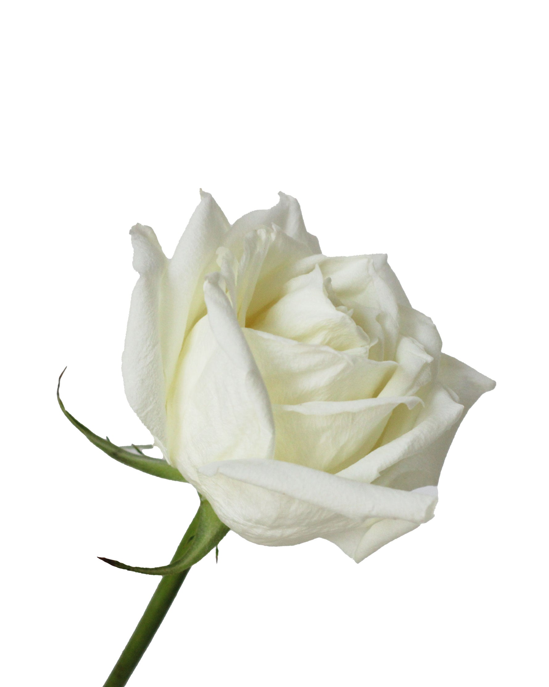 Rose (China) - White Flower Arrangement by Windflower Florist Singapore