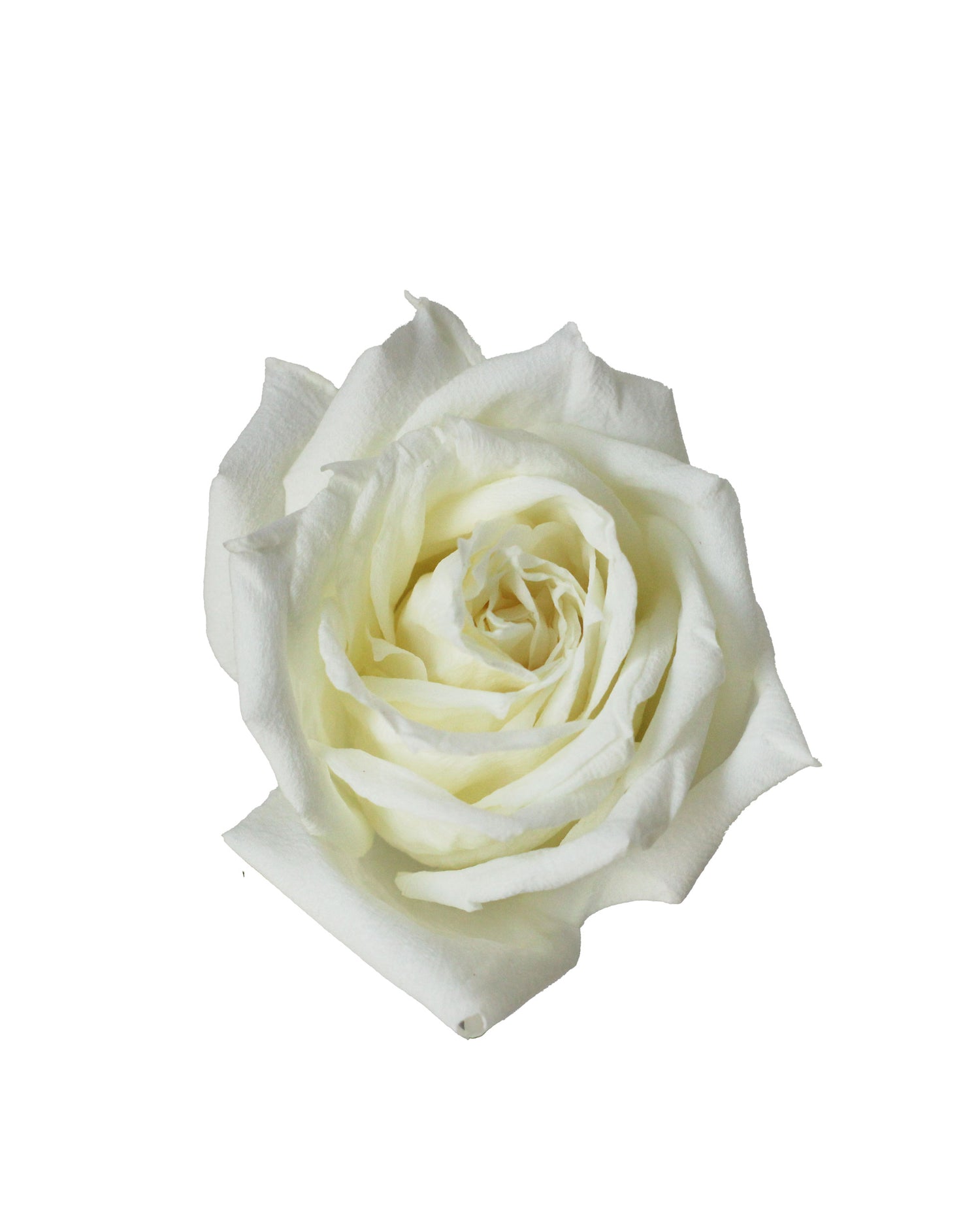 Rose (China) - White Flower Arrangement | Free Same-Day Flower Delivery Singapore