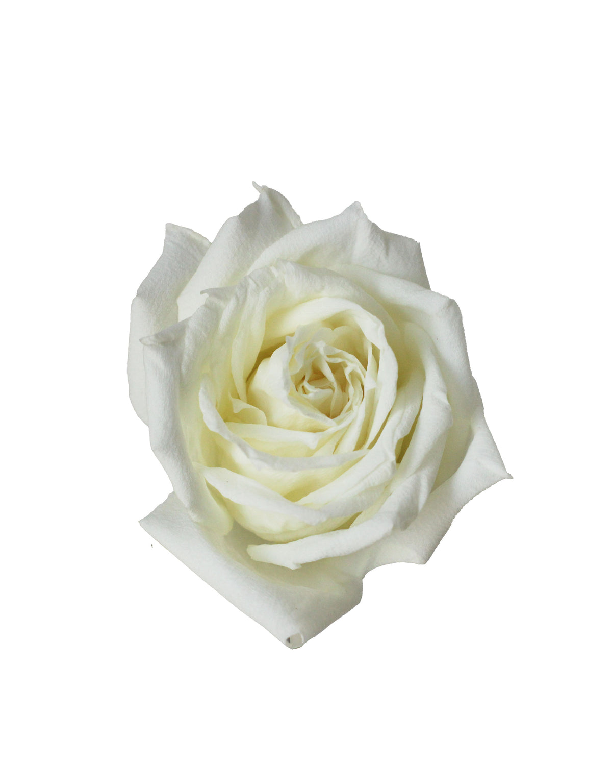 Rose (China) - White