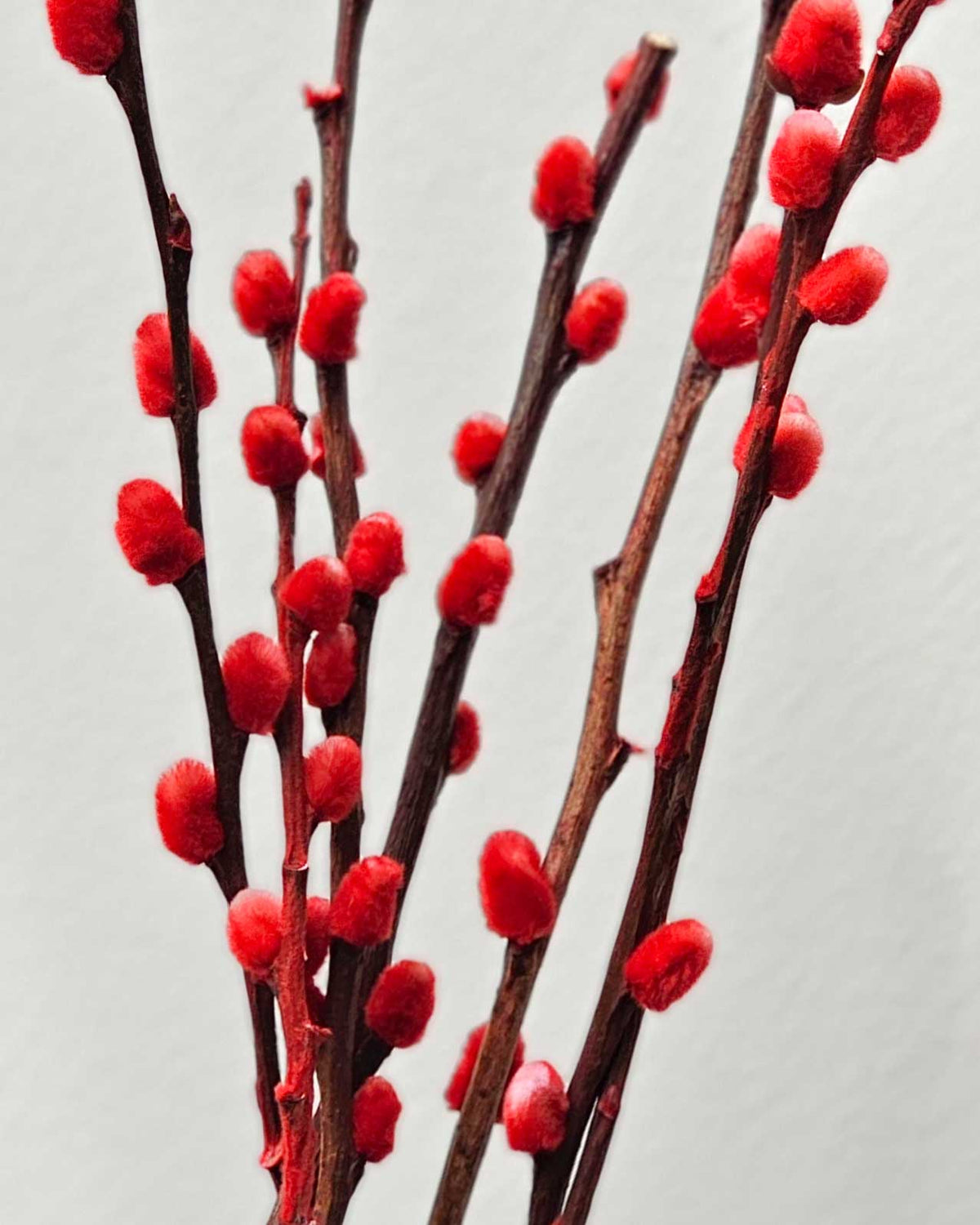 Red Pussy Willow In Arrangement