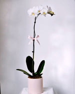 Phalaenopsis Orchid Table Flower Arrangement by Windflower Florist Singapore