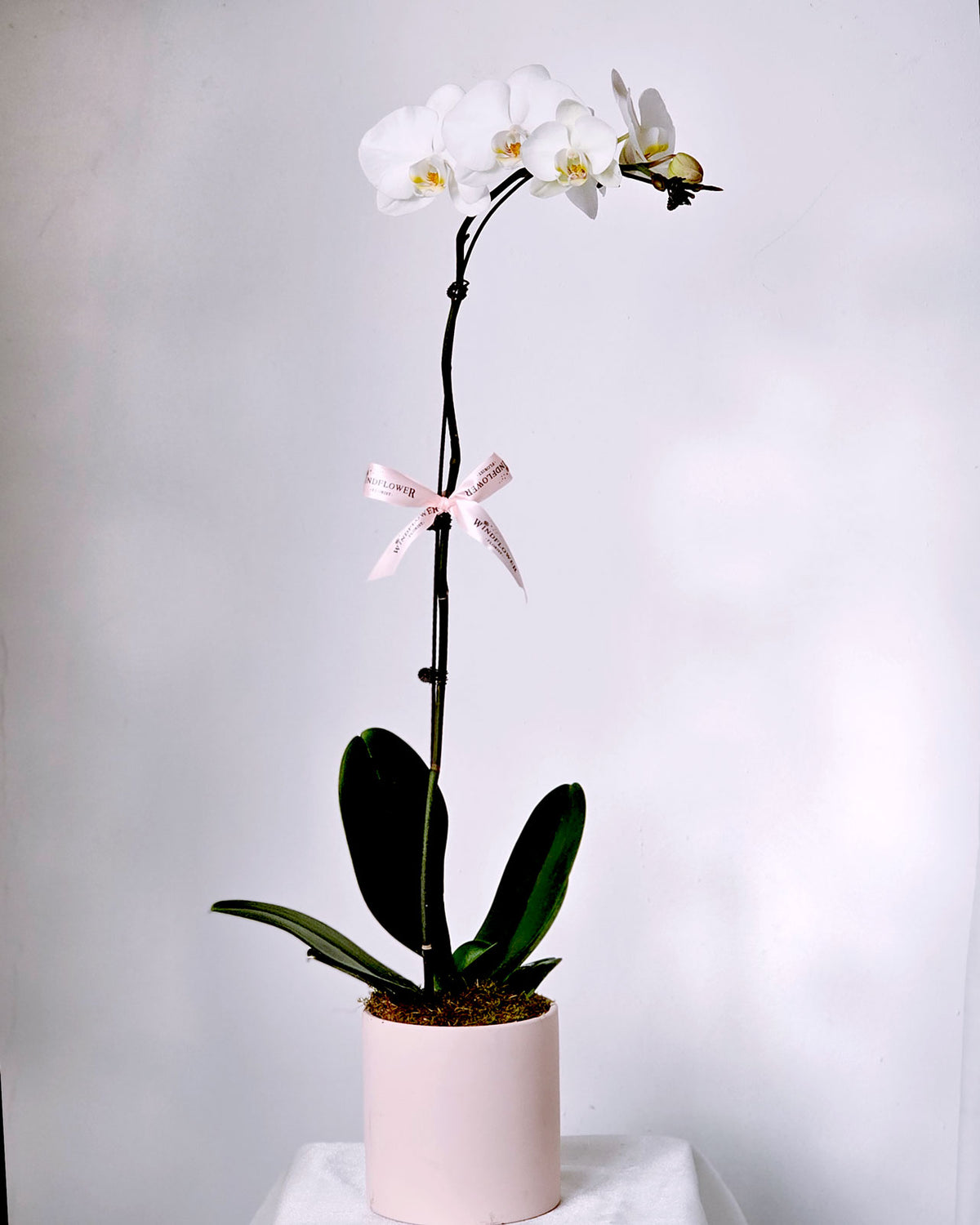 [2 days in advance] Phalaenopsis Orchid