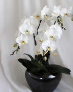 Phalaen Bloom Table Flower Arrangement by Windflower Florist Singapore